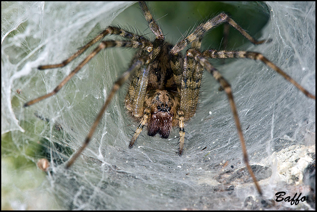 Agelenidae cf. Malthonica sp.